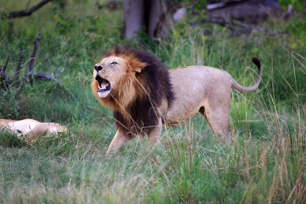 Лев Небезпечна Тварина Природі — стокове фото