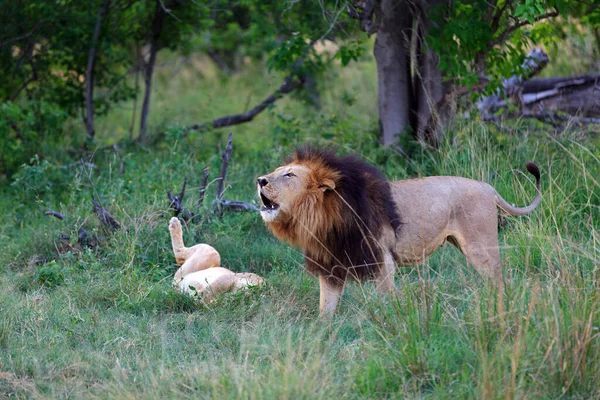 Lejon Moremi Game Reserve Botswana — Stockfoto