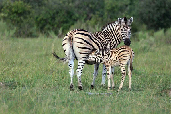 Zebras Moremi Game Reserve Botswana — Stock Photo, Image