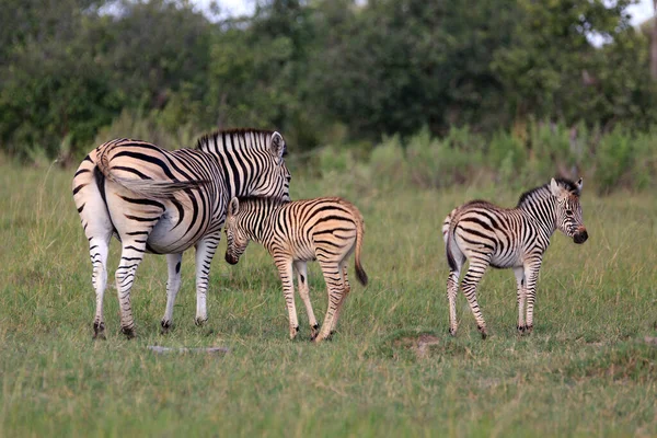 Zebrák Botswanai Moremi Game Reserve Ben — Stock Fotó