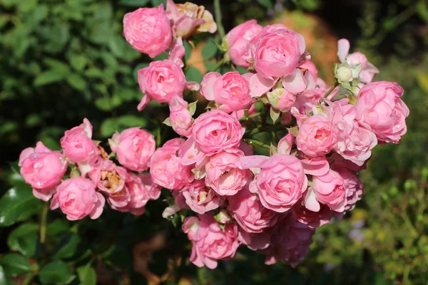 Букет Троянд Квіти Флора — стокове фото