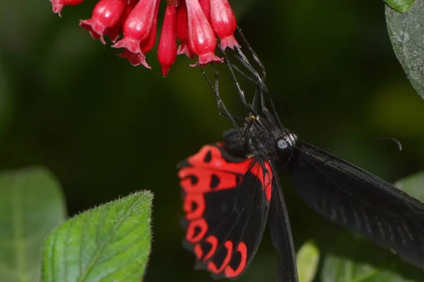 Petit Papillon Sur Fleur Concept Sauvagerie — Photo