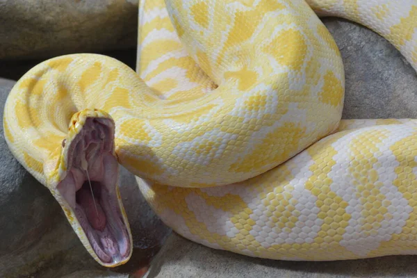 Serpiente Peligrosa Depredador Reptil Piel Serpiente —  Fotos de Stock