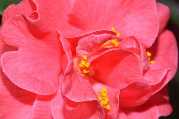 Red Flower Petals Flora Botany — Stock Photo, Image