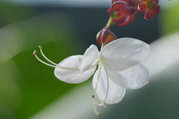 Pétales Fleurs Blanches Flore Dans Nature — Photo