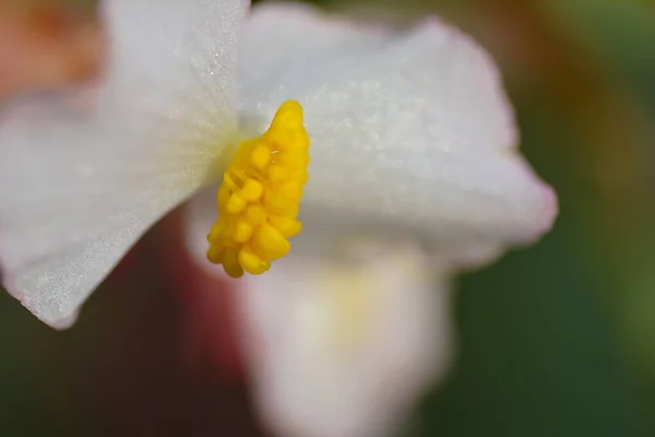 Pétalos Flores Blancas Flora Naturaleza — Foto de Stock