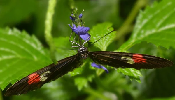 Piccola Farfalla Sul Fiore Concetto Natura Selvaggia — Foto Stock