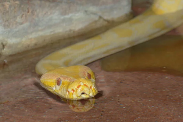 Gefährliche Schlange Reptilienräuber Und Schlangenhaut — Stockfoto