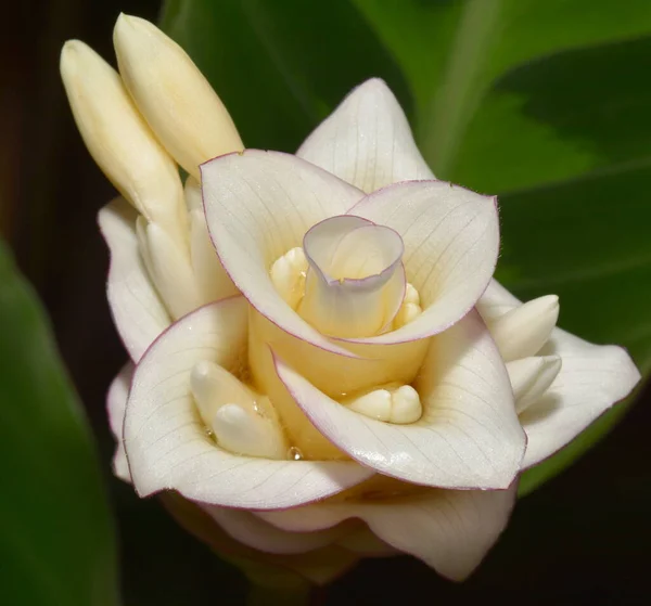 Λευκά Πέταλα Λουλουδιών Χλωρίδα Στη Φύση — Φωτογραφία Αρχείου