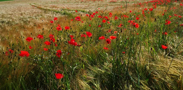 Champ Coquelicots Fleurs Fleurs Rouges Pétales — Photo