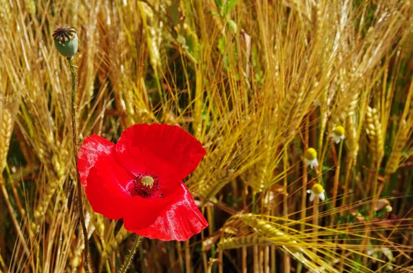 Campo Papoilas Flores Flores Vermelhas Pétalas — Fotografia de Stock