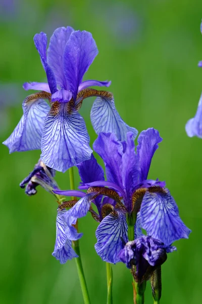 Iris Sibirica Siberiana Lirio Espada Del Prado —  Fotos de Stock