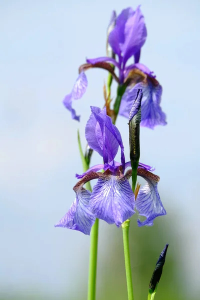 西伯利亚Iris Sibirica Meadow Sword Lily — 图库照片