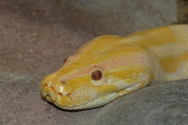 Farlig Orm Reptil Rovdjur Och Ormskinn — Stockfoto