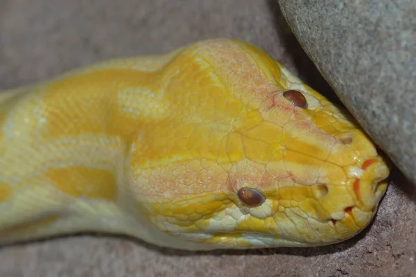 Dangerous Snake Reptile Predator Snakeskin — Stock Photo, Image