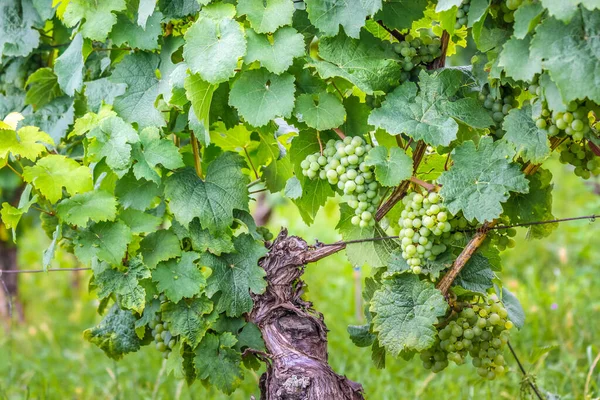Зелений Виноград Влітку Рейнгау Гессен Німеччина — стокове фото