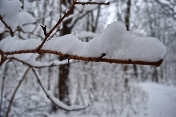 Winterlandschap Met Besneeuwde Bomen — Stockfoto