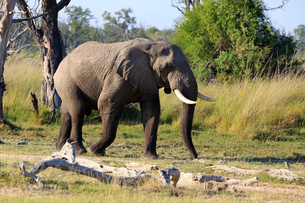 Elefantenbulle Auf Toter Bauminsel Moremi Wildreservat — Stockfoto