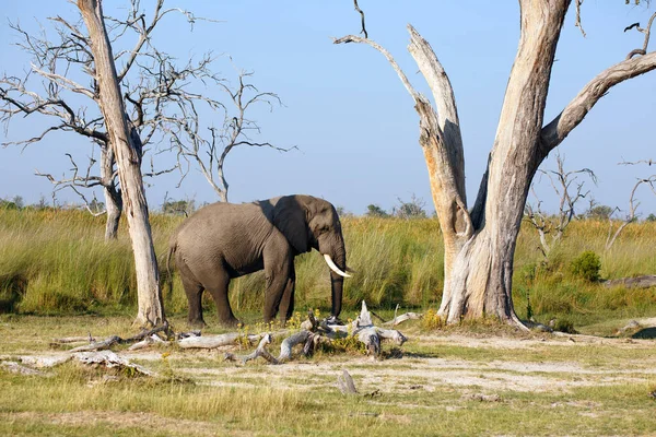 Elefanttjur Död Trädö Moremi Game Reserve — Stockfoto