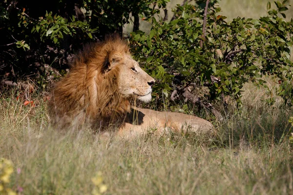 在Moremi野生动物保护区的狮子 — 图库照片