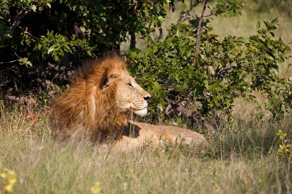 León Reserva Juegos Moremi Botswana — Foto de Stock