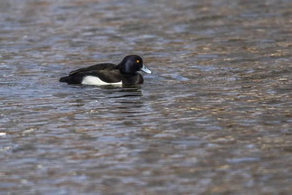 Ruderpension Auf Dem Wasser — Stockfoto