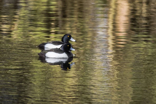 Ruderpension Auf Dem Wasser — Stockfoto