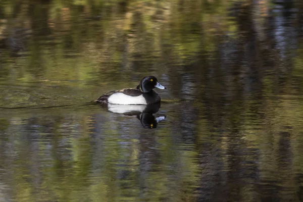 Ruderpension Auf Dem Wasser — Stockfoto