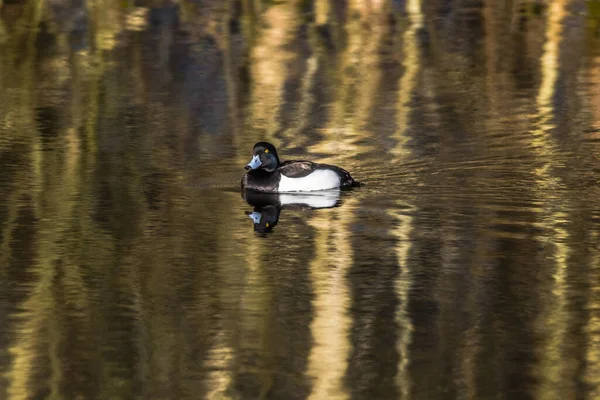 Rij Pensioen Het Water — Stockfoto