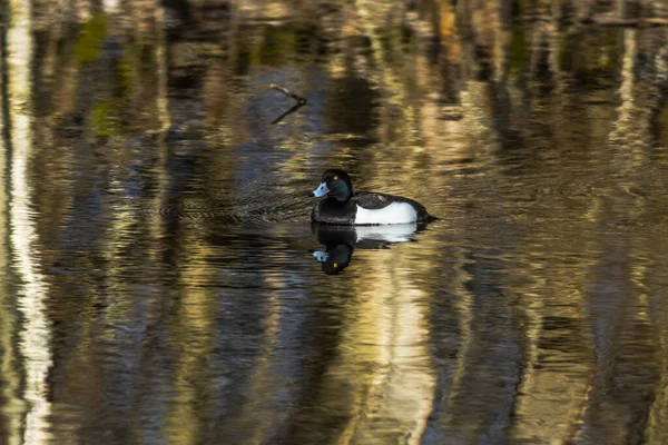 水の上の行年金 — ストック写真