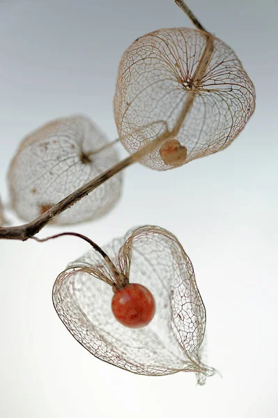 Физический Плод Physalis Peruviana Мыс Крыжовник — стоковое фото