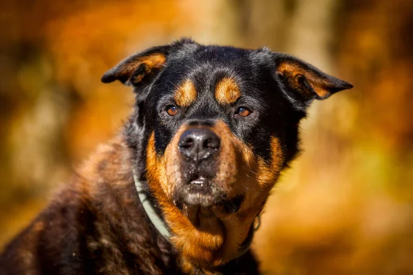 Rottweiler Stado Ochrony Pies — Zdjęcie stockowe
