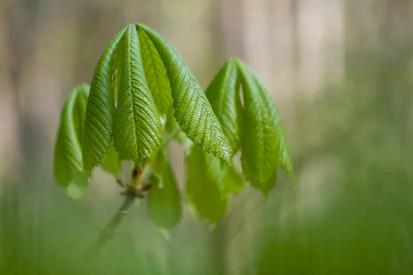 Φρεσκοβγαλμένα Φύλλα Κάστανου Μπροστά Από Εκτεθειμένο Πράσινο Φόντο Την Άνοιξη — Φωτογραφία Αρχείου