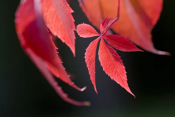 Höstens Röda Glödande Vinblad Stjärndräkt Med Exponerad Bakgrund Glänsande Natur — Stockfoto