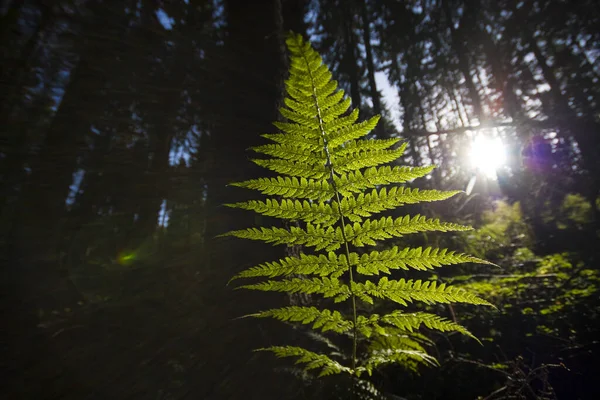 Piante Diverse Attenzione Selettiva — Foto Stock