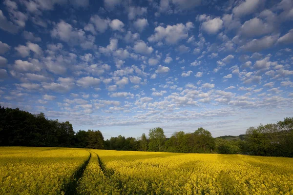 Florecientes Campos Colza Con Largas Sombras Hermosas Nubes — Foto de Stock