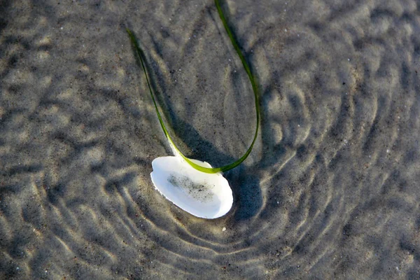 해변에 조개를 치우며 발트해는 여름철에 사광을 받으며 가지와 방사한다 — 스톡 사진