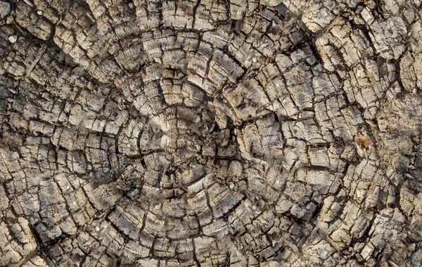 Tree Trunk Annual Rings Texture — Stock Photo, Image