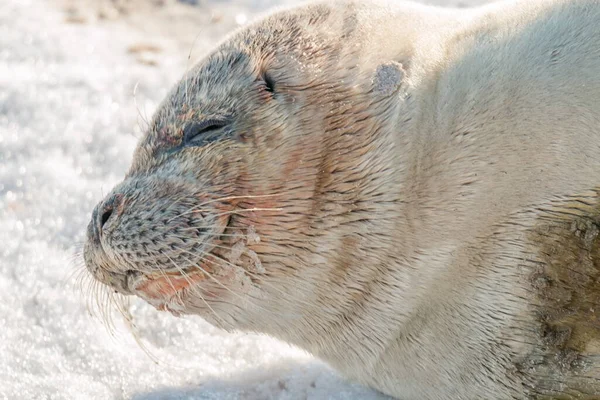 Seal Baby — Stock fotografie