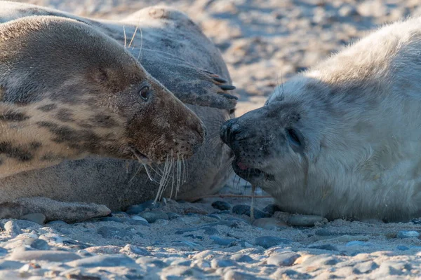 Тюлень Морское Млекопитающее — стоковое фото
