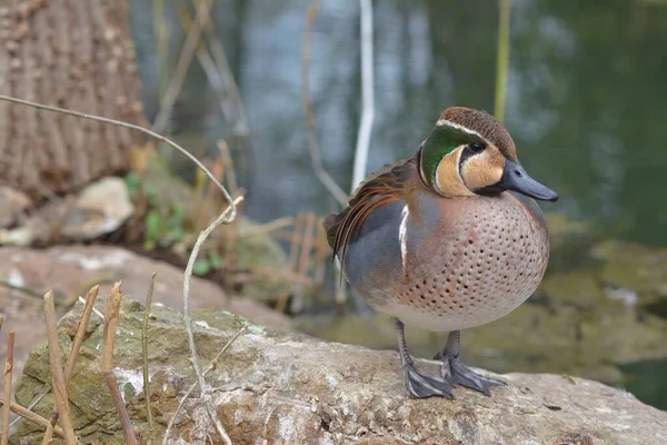 Canard Colvert Sur Étang — Photo