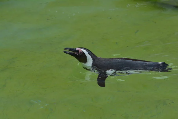 南アフリカのボルダーズビーチにペンギンのコロニー — ストック写真