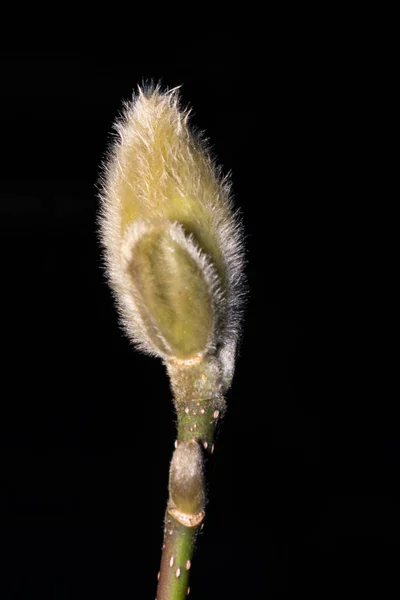Κοντινό Πλάνο Ενός Νέου Φυτού Μαύρο Φόντο — Φωτογραφία Αρχείου