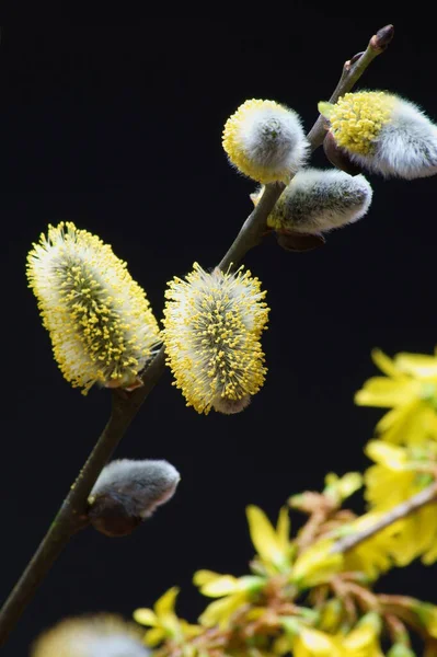 Saule Chaton Flore Printemps Bourgeons Duveteux — Photo