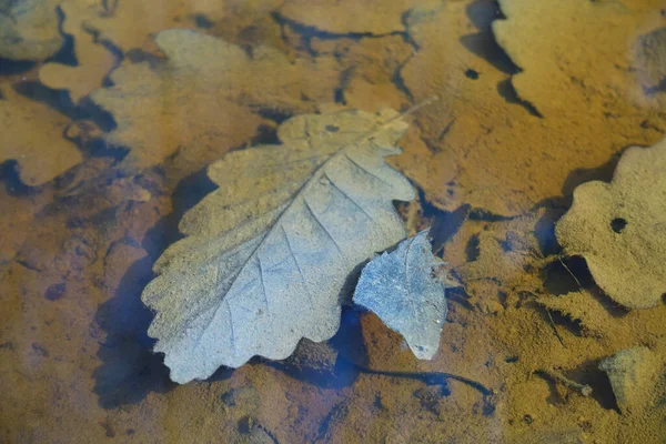나뭇잎과 잎으로 뒤범벅이 — 스톡 사진