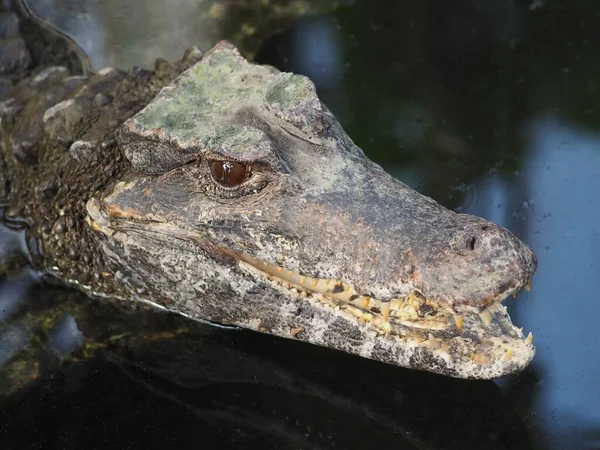 Wedge Headed Smooth Fronted Caiman — Stock Photo, Image