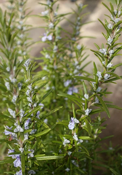 Fiori Diversi Attenzione Selettiva — Foto Stock