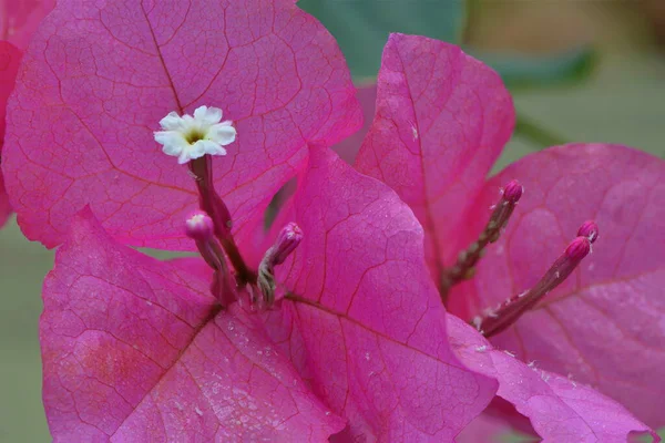 Fiori Diversi Attenzione Selettiva — Foto Stock