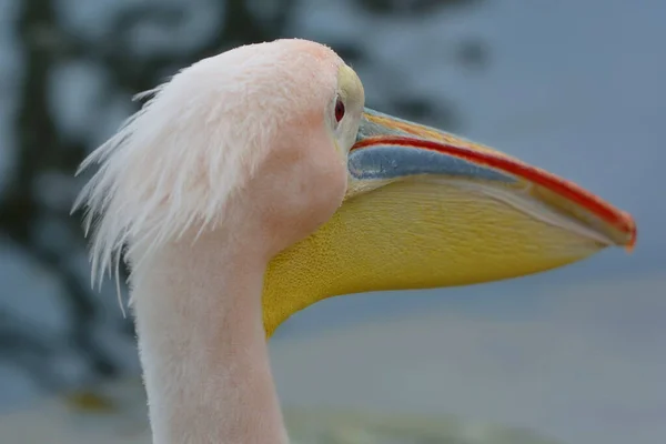 Мальовничий Вид Красивий Пелікан Природі — стокове фото