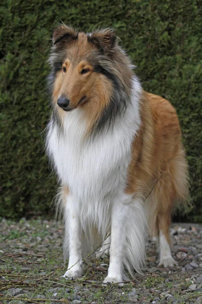 Collie Stamboom Hond Dier Huisdier — Stockfoto